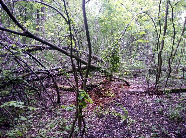 Наткнулись в зарослях на груду камней: в Калининграде супружеская пара восстановила довоенный цветник (фото) - Новости Калининграда | Фото: Инга Долотова