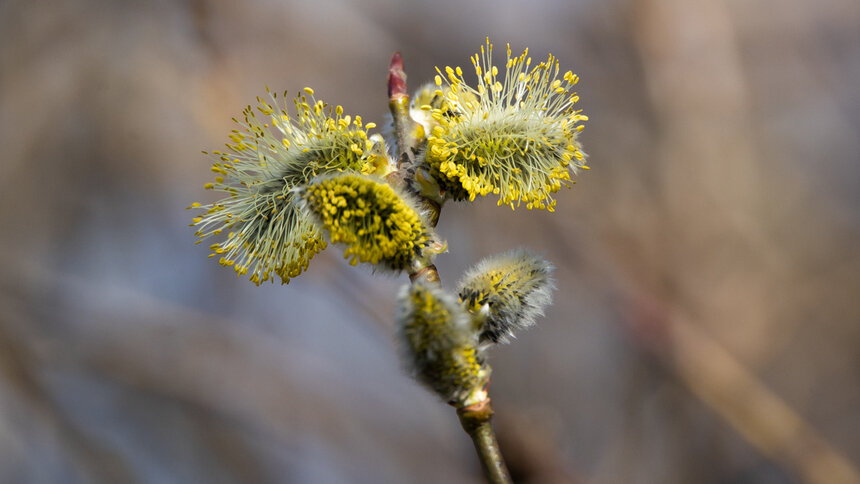 Синоптики рассказали о погоде в Калининграде на первые выходные апреля - Новости Калининграда | Фото: Александр Подгорчук / "Клопс"