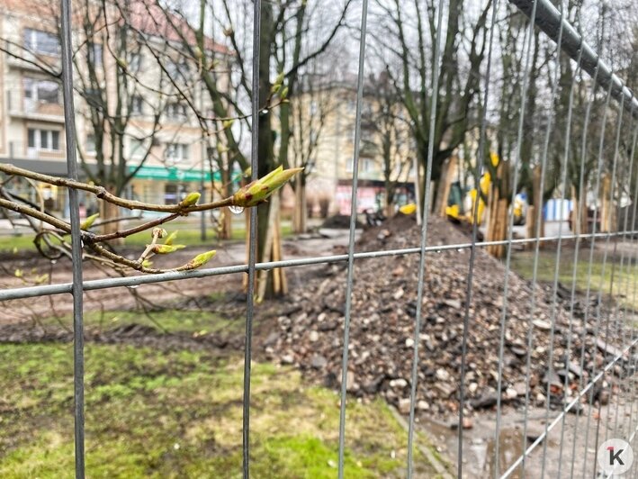 Снимают асфальт и бордюры: на Соммера началась реконструкция сквера (фото) - Новости Калининграда | Фото: Александр Подгорчук/&quot;Клопс&quot;