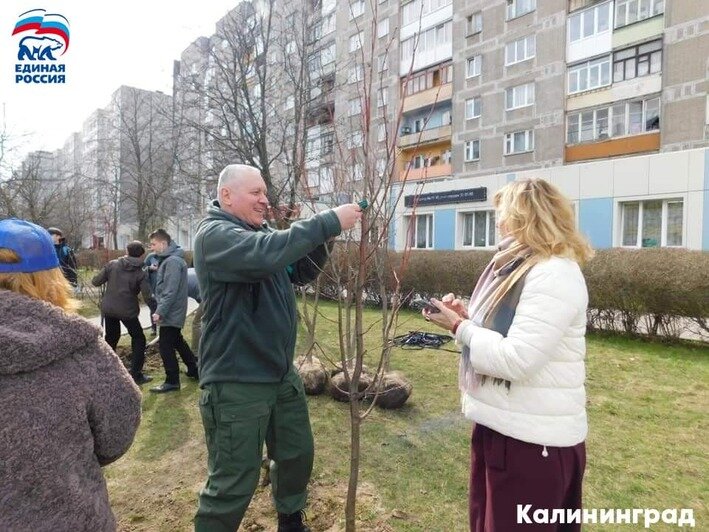 Партия "Единая Россия" присоединилась к акции "Зелёный край" - Новости Калининграда