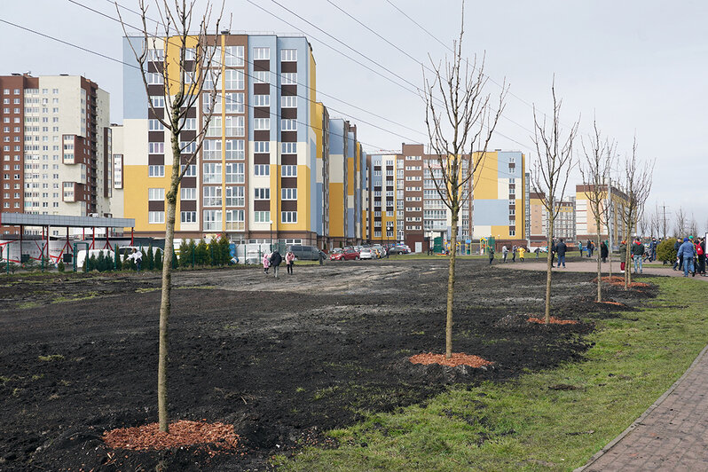 Рябины, клёны, сакуры и дубы: в Калининградской области стартовал проект "Зелёный край" - Новости Калининграда | Фото: пресс-служба правительства Калининградской области