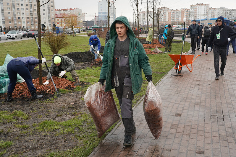 Рябины, клёны, сакуры и дубы: в Калининградской области стартовал проект "Зелёный край" - Новости Калининграда | Фото: пресс-служба правительства Калининградской области