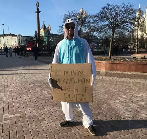 Тюлень в центре Калининграда напомнил, как вести себя при встрече с ластоногими (видео) - Новости Калининграда | Фото: &quot;Клопс&quot;