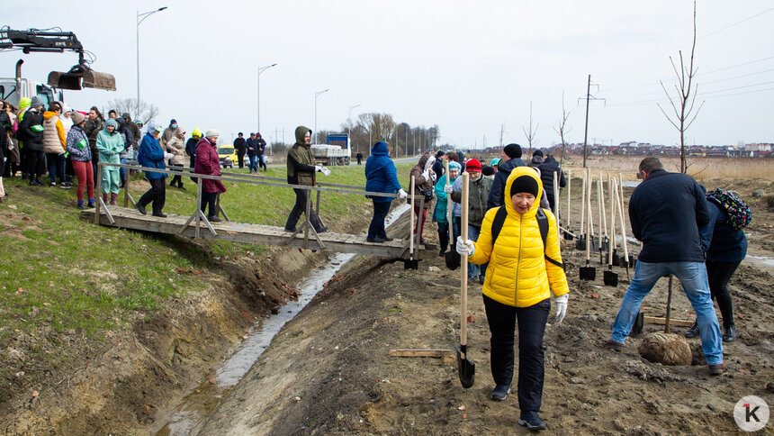 В Гурьевске вдоль улицы Строительной высадили 240 молодых деревьев (фоторепортаж) - Новости Калининграда | Фото: Александр Подгорчук/&quot;Клопс&quot;