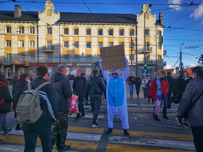 Тюлень в центре Калининграда напомнил, как вести себя при встрече с ластоногими (видео) - Новости Калининграда