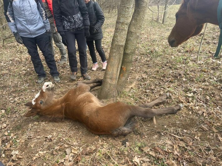 Под Светлогорском отдыхающие спасли жеребёнка (фото) - Новости Калининграда | Фото: пешеходный клуб &quot;Путники&quot;