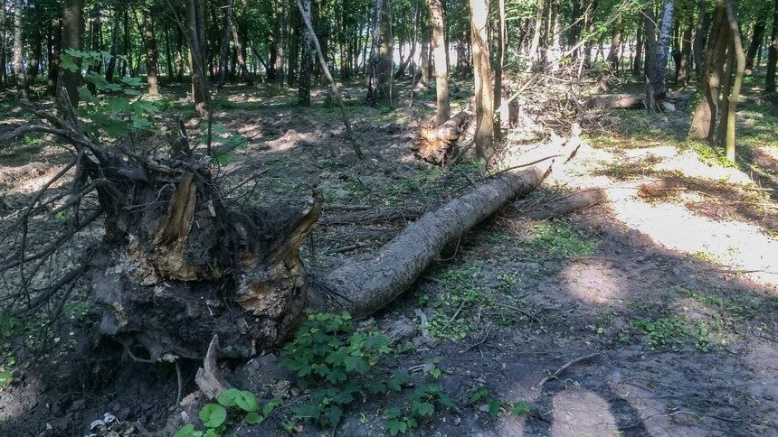 Рекультивация кладбища и вывоз взрывоопасных предметов: что сделали арендаторы участка на Донского до расторжения договора - Новости Калининграда