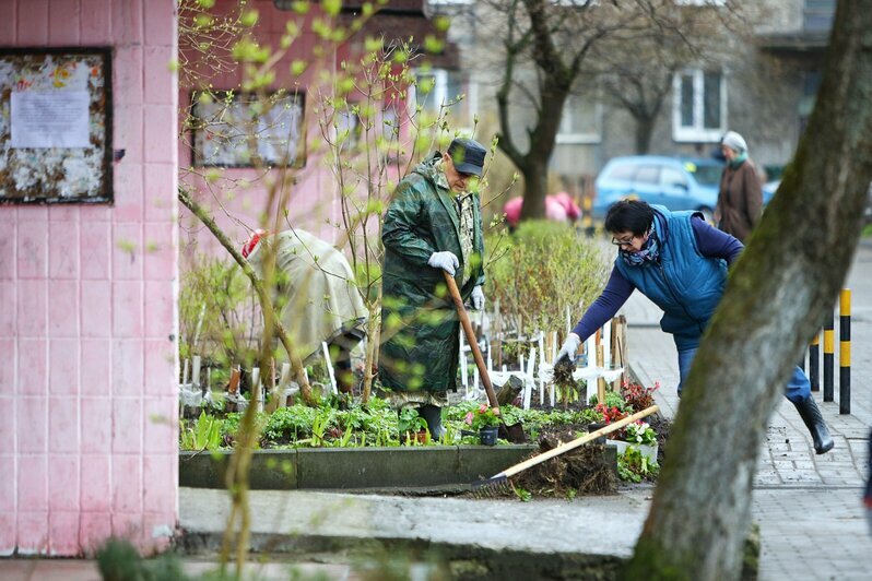Депутат Александр Колодяжный заложил вместе с жителями Батальной Аллею добрых дел (фото) - Новости Калининграда | Фото: Александр Подгорчук