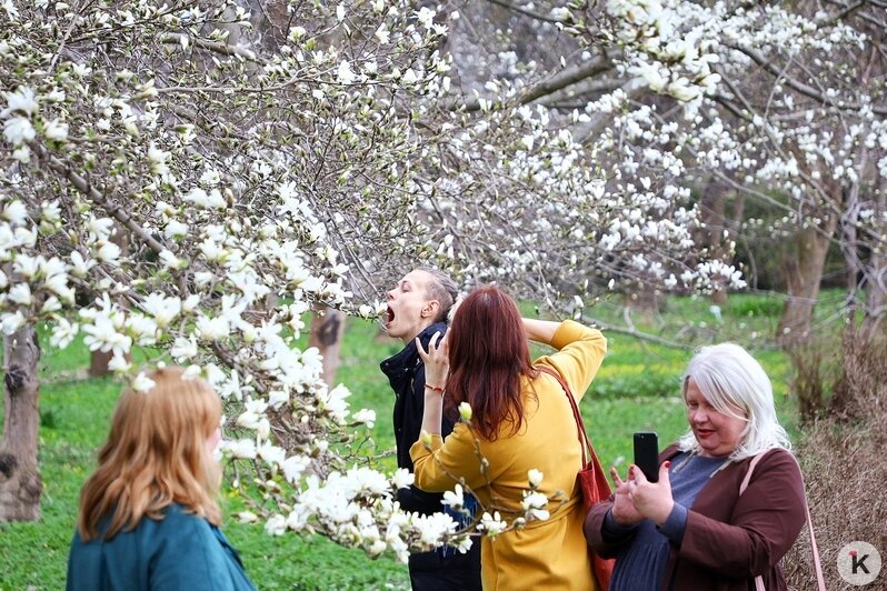 Фон для фото: в ботаническом саду БФУ им. И. Канта зацвела магнолия - Новости Калининграда | Фото: Александр Подгорчук / &quot;Клопс&quot;