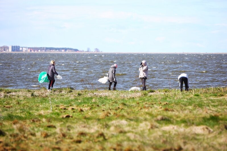 Берег Калининградского залива очистили от мусора в рамках акции «Вода России» (фоторепортаж) - Новости Калининграда