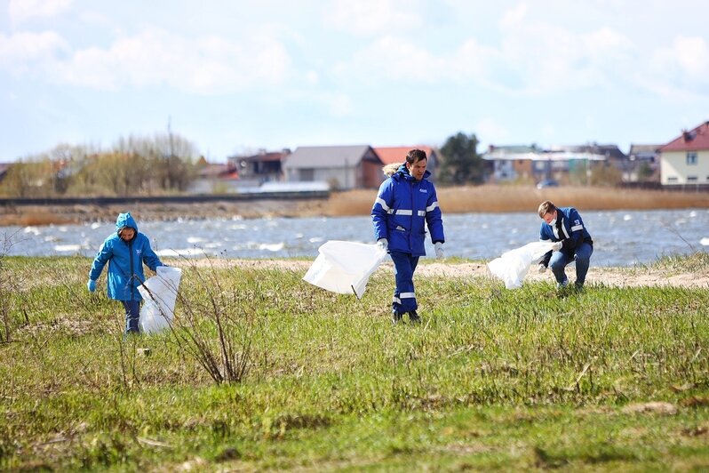 Берег Калининградского залива очистили от мусора в рамках акции «Вода России» (фоторепортаж) - Новости Калининграда