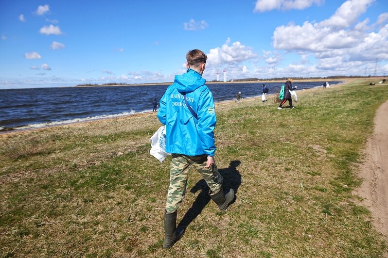 Берег Калининградского залива очистили от мусора в рамках акции «Вода России» (фоторепортаж) - Новости Калининграда