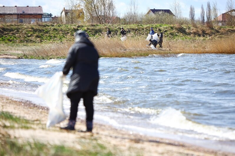 Берег Калининградского залива очистили от мусора в рамках акции «Вода России» (фоторепортаж) - Новости Калининграда