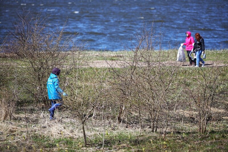 Берег Калининградского залива очистили от мусора в рамках акции «Вода России» (фоторепортаж) - Новости Калининграда