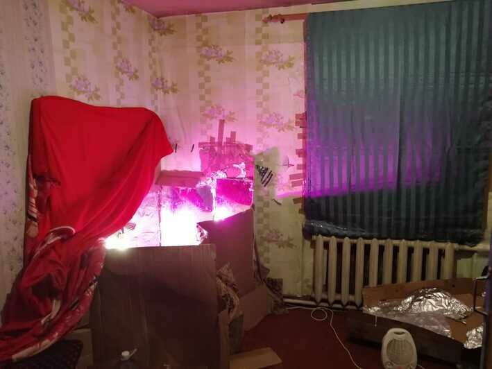 В Черняховске задержали мужчину, выращивавшего в квартире коноплю - Новости Калининграда | Фото: пресс-служба регионального УМВД