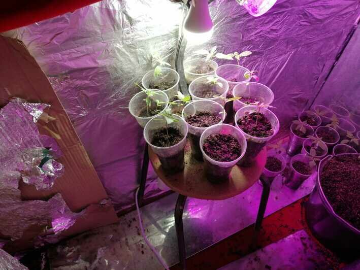 В Черняховске задержали мужчину, выращивавшего в квартире коноплю - Новости Калининграда | Фото: пресс-служба регионального УМВД