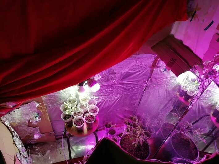 В Черняховске задержали мужчину, выращивавшего в квартире коноплю - Новости Калининграда | Фото: пресс-служба регионального УМВД