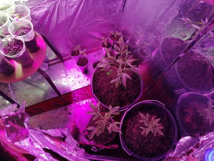 В Черняховске задержали мужчину, выращивавшего в квартире коноплю - Новости Калининграда | Фото: пресс-служба регионального УМВД