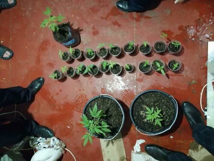 В Черняховске задержали мужчину, выращивавшего в квартире коноплю - Новости Калининграда | Фото: пресс-служба регионального УМВД