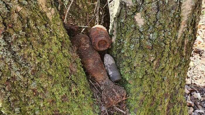 Чисто, интересно, бережно к природе: «Автотор» продолжил обустраивать Спортивный патриотический парк - Новости Калининграда