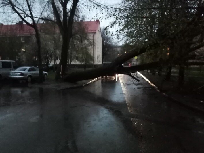 Снег, дождь и поваленные деревья: как бушевала непогода в Калининградской области в воскресенье (видео) - Новости Калининграда | Очевидец