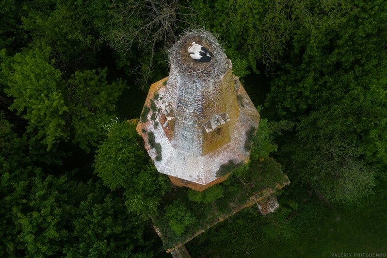 Калининградец снял аистов, гнездящихся на старинных кирхах области: 6 фактов о жизни птиц (фото) - Новости Калининграда | Фото: Валерий Притченко