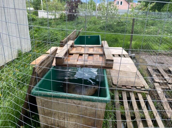 Калининградская прокуратура: «Биосфера Балтики» содержала краснокнижных тюленей с нарушениями - Новости Калининграда | Фото: межрайонная природоохранная прокуратура Калининградской области