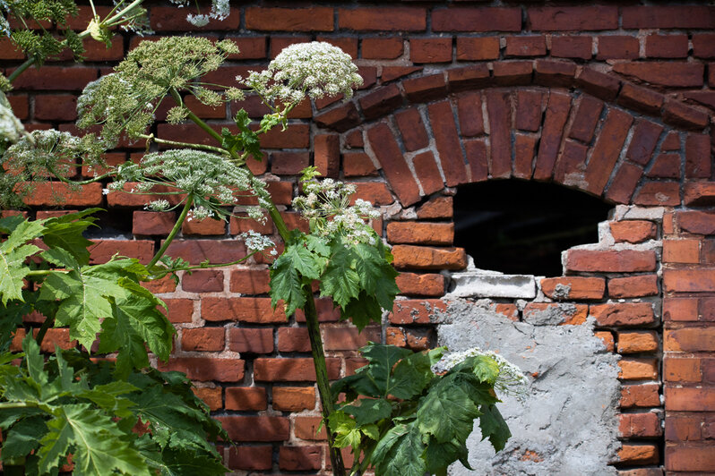 Фото дня: борщевик в Гурьевском районе - Новости Калининграда | Фото: Александр Подгорчук / «Клопс»