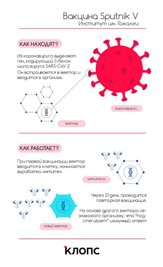 Дадут ли больничный и чем второй компонент отличается от первого: 5 наивных вопросов о прививках  - Новости Калининграда