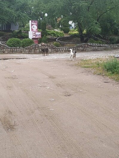 Укусили спасателя и пугают детей: на Голубых озёрах бродят бездомные собаки - Новости Калининграда | Фото очевидцев