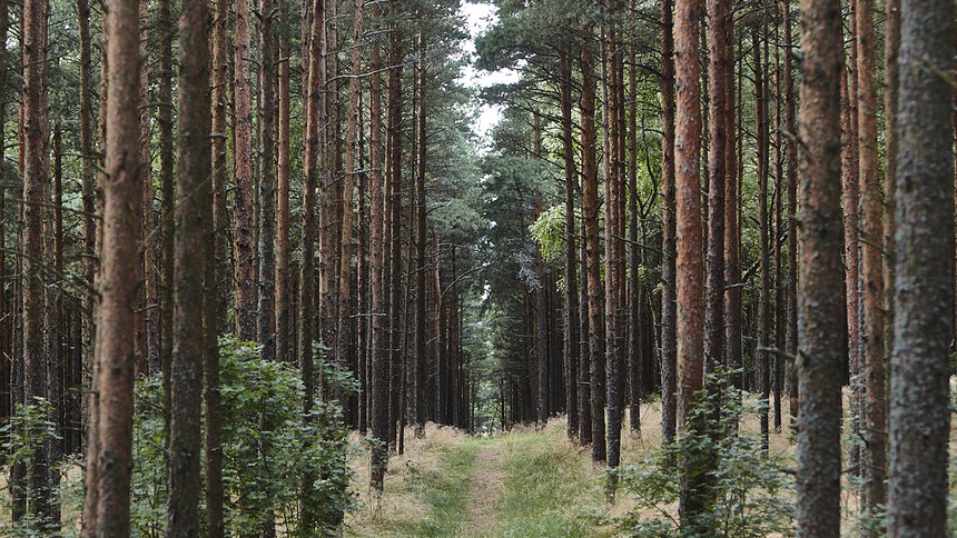 На Куршской косе заменят шлагбаумы - Новости Калининграда | Фото: архив «Клопс»