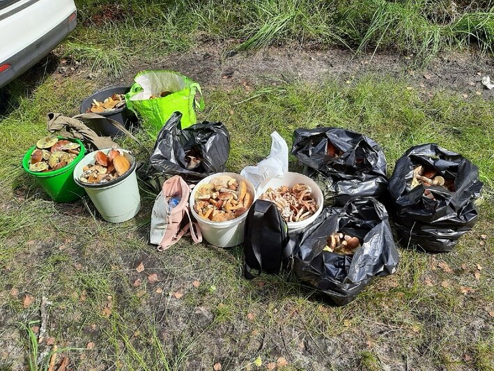 Полный багажник: калининградцы похвастались урожаем и лесной добычей (фото) - Новости Калининграда | Фото: читатели &quot;Клопс&quot;