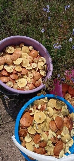 Полный багажник: калининградцы похвастались урожаем и лесной добычей (фото) - Новости Калининграда | Фото: читатели &quot;Клопс&quot;