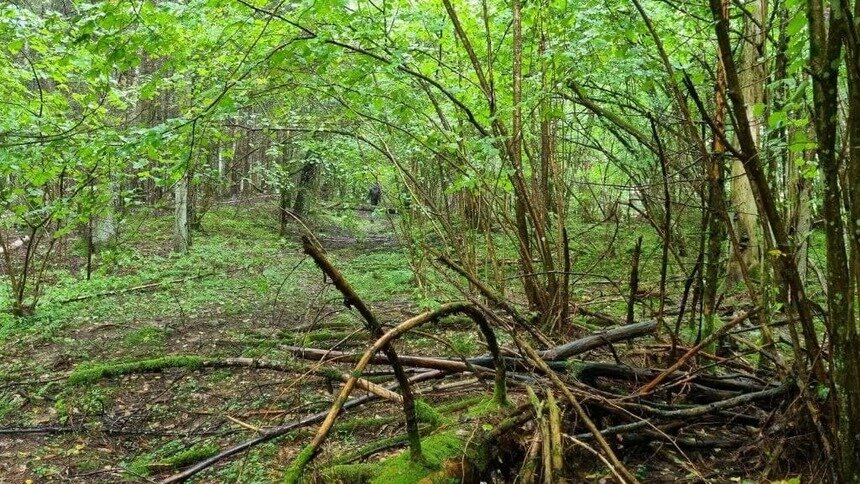 Много диких животных и не ловит связь: шесть калининградских лесов, откуда трудно выбраться даже бывалому грибнику - Новости Калининграда | Фото: Екатерина Преснякова