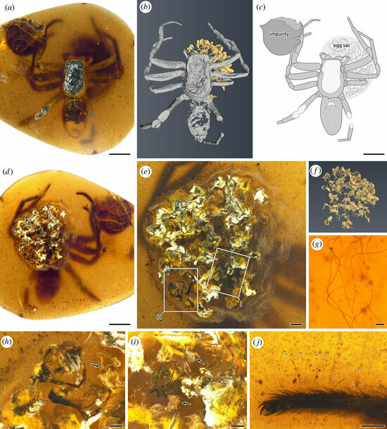  Возраст — 99 млн лет: в Китае нашли паучиху с потомством в кусочке янтаря - Новости Калининграда | Фото: Phys.org