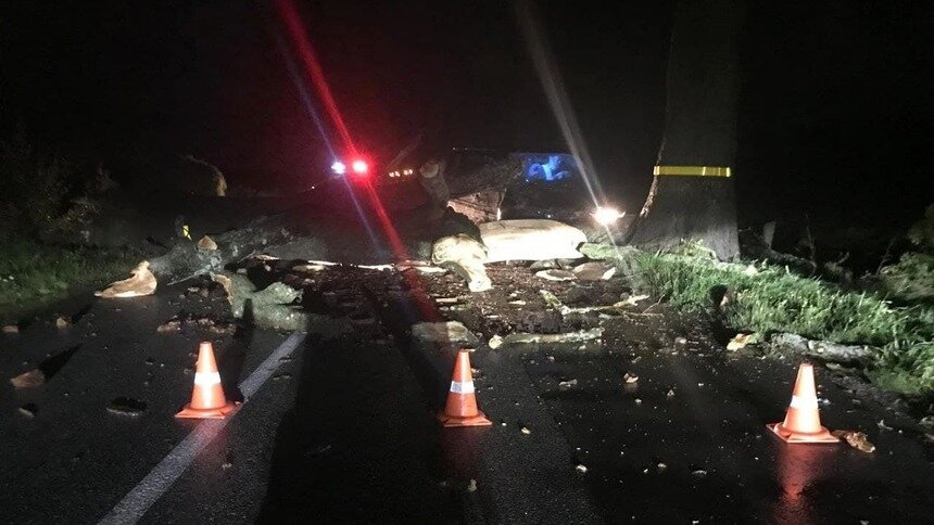 В Зеленоградском районе машина врезалась в упавшее из-за ветра дерево, пострадали два человека - Новости Калининграда | Фото: ГИБДД региона