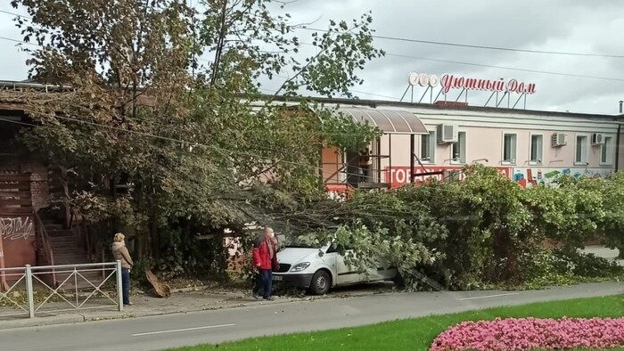 В Калининградской области за ночь ураган повалил более 36 деревьев (фото)  - Новости Калининграда | Фото: очевидец