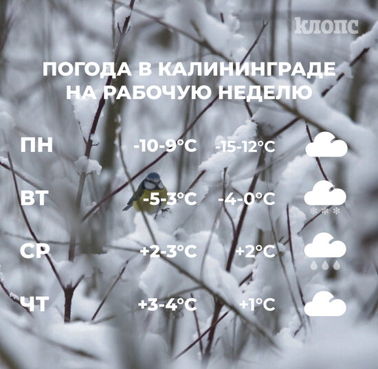 Синоптики рассказали о погоде в Калининграде на рабочую неделю - Новости Калининграда