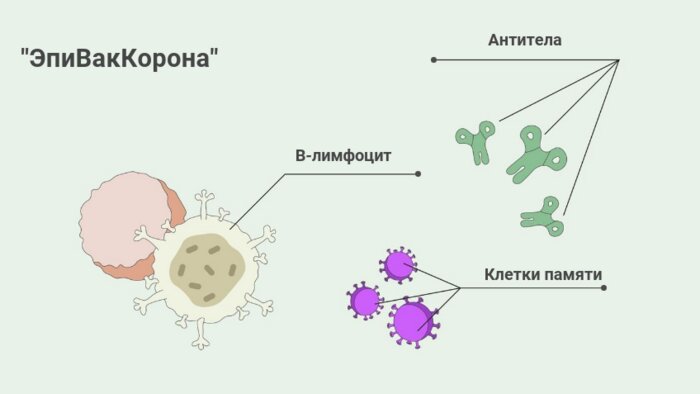 13 вопросов о прививочной кампании против COVID-19 в Калининграде  - Новости Калининграда