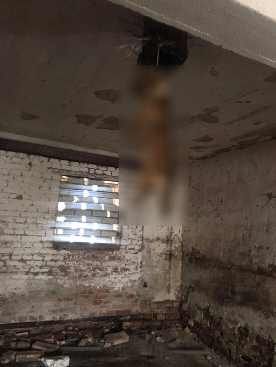 На старинной мельнице под Правдинском неизвестные повесили собаку - Новости Калининграда | Фото очевидца