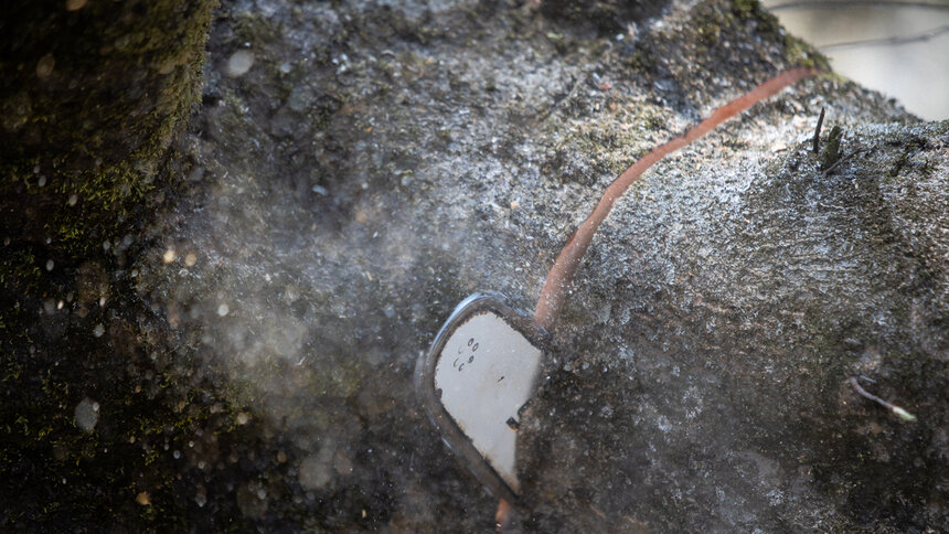 Под Озёрском местный житель спилил деревьев на 2,3 млн рублей   - Новости Калининграда | Архив &quot;Клопс&quot;