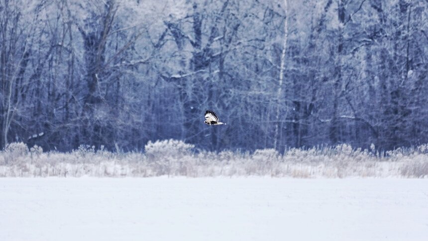 В Калининграде вечером в понедельник ветер усилится до 19 м/с - Новости Калининграда | Фото: Александр Подгорчук / "Клопс"