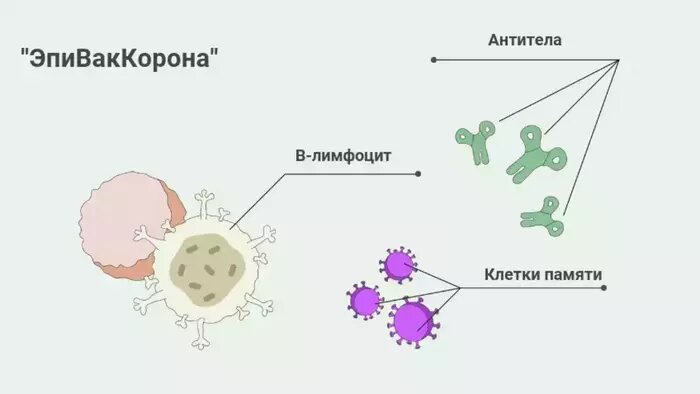 Меньше побочных эффектов: что известно про вакцину центра &quot;Вектор&quot;, которая поступит в Калининград - Новости Калининграда