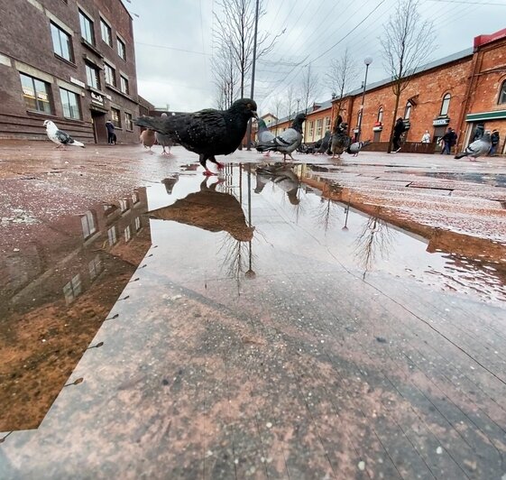 Фото дня: голуби на Баранова - Новости Калининграда | Александр Подгорчук / &quot;Клопс&quot;