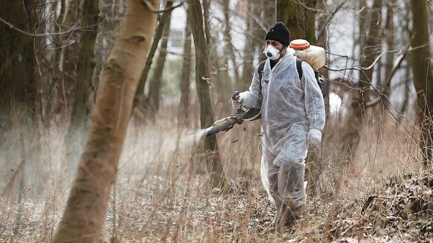 В Калининграде начался первый этап противоклещевой обработки - Новости Калининграда | Фото: архив &quot;Клопс&quot;