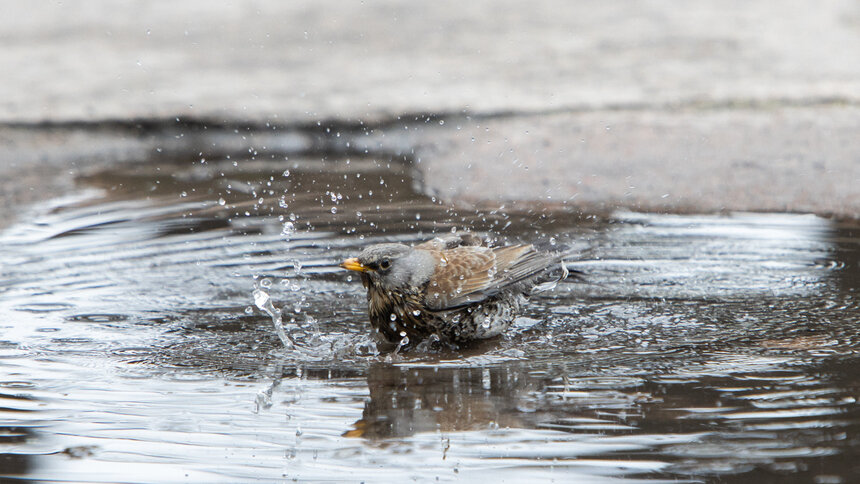 Синоптики рассказали о погоде в Калининграде на рабочую неделю - Новости Калининграда | Фото: архив "Клопс"