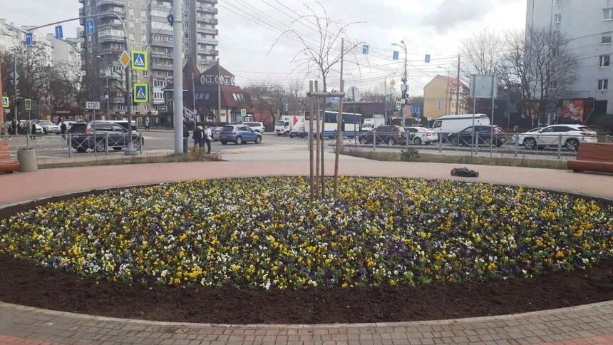 Виолы, бархатцы, бегонии: какие цветы украсят клумбы в Калининграде   - Новости Калининграда | Фото: пресс-служба администрации Калининграда