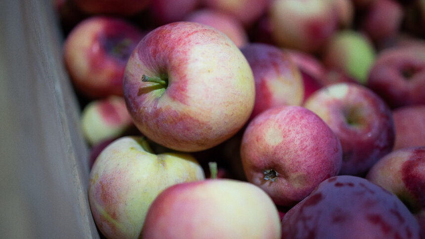 Диетолог предупредил об опасности чрезмерного потребления яблок - Новости Калининграда | Фото: Александр Подгорчук / Архив «Клопс»