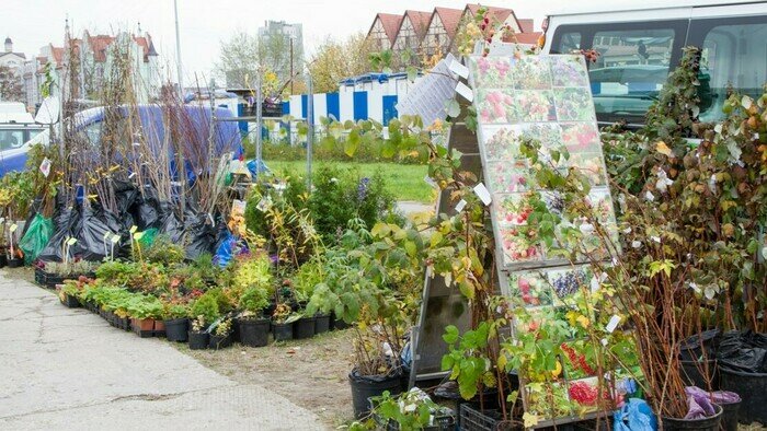 В Калининграде проходит сельскохозяйственная ярмарка «Агрокомплекс-2021» - Новости Калининграда