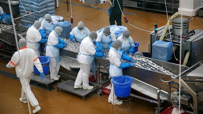 Под Калининградом открывается завод по выпуску полуфабрикатов из мяса птицы - Новости Калининграда | Фото: пресс-служба правительства Калининградской области